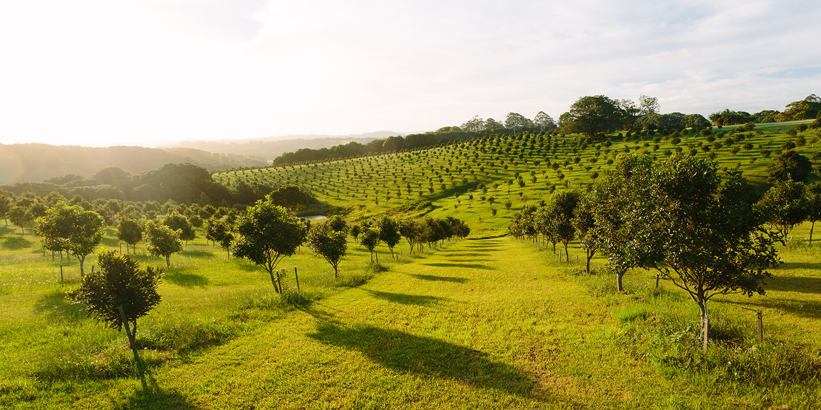 background-buona-macadamia-premium-plantacao