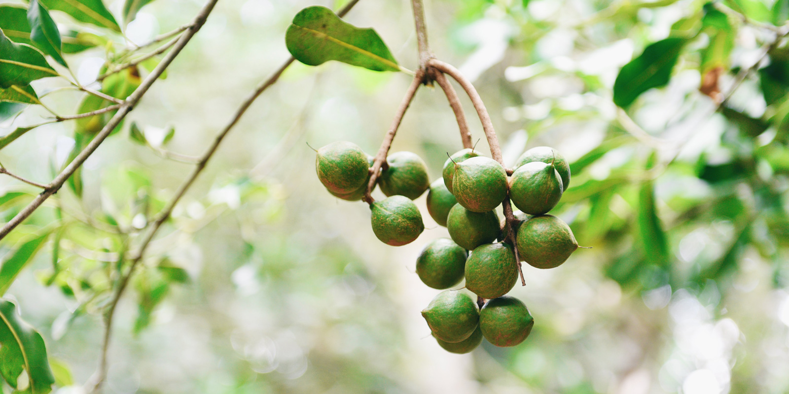 banner-macadamia-premium-natura